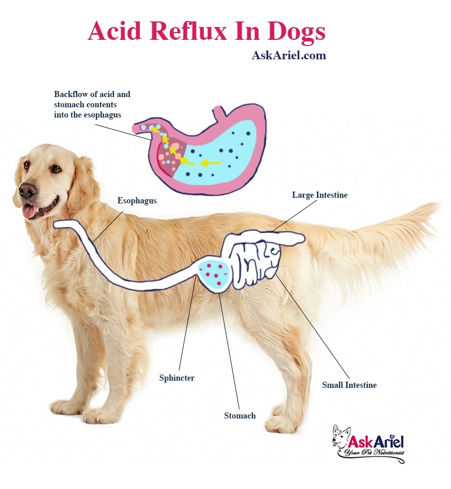 diagram of dog acid reflux showing stomach acids backflowing into the esophagus